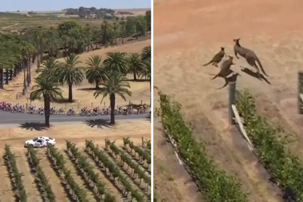 Video: Komický moment z Tour Down Under – kengury sa zrazili, keď vybehli z vinohradu